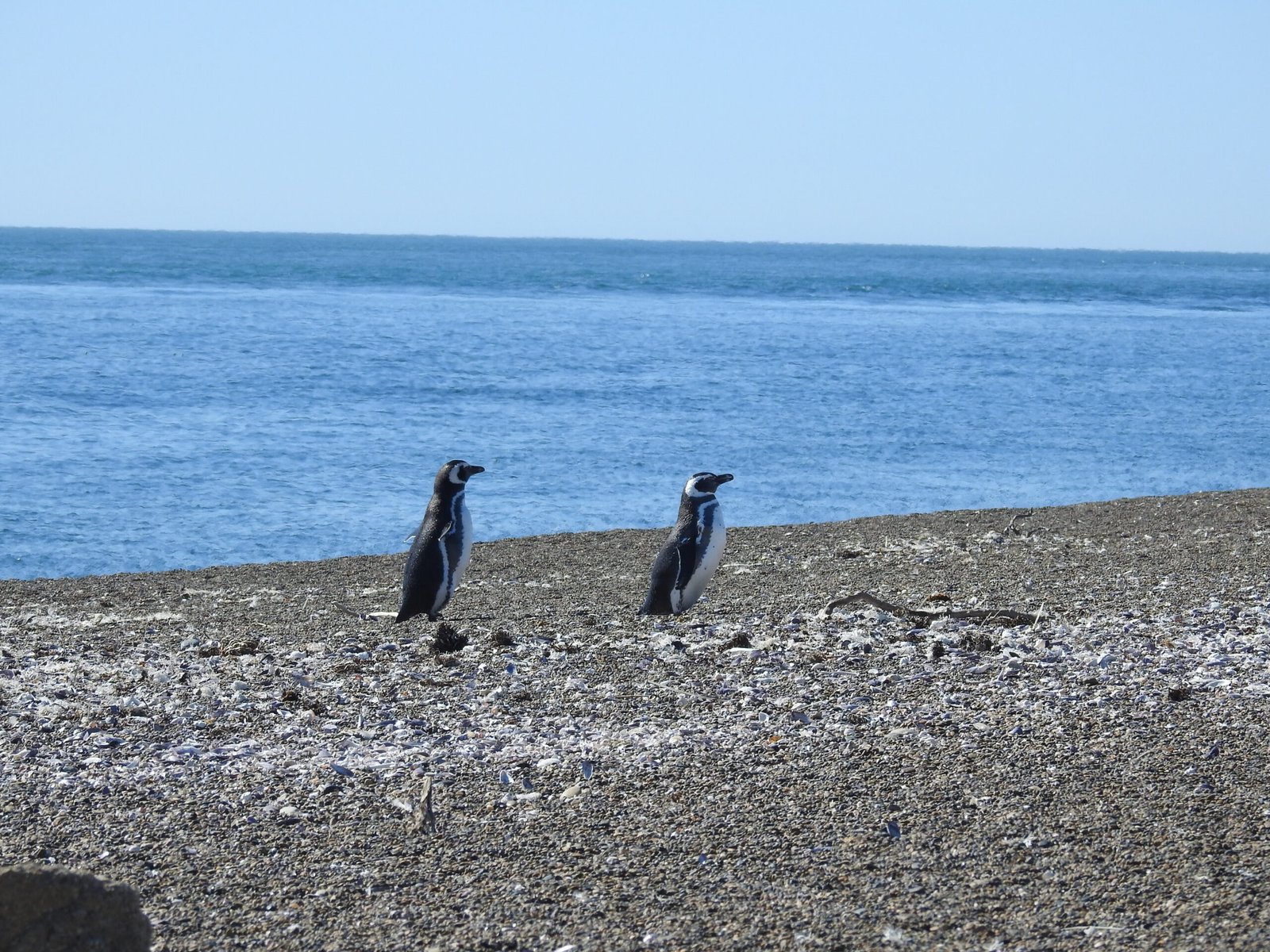 Wildlife in Peninsula Valdes with San Lorenzo