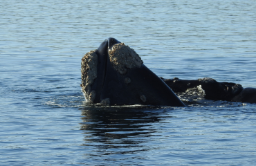 Wildlife in Peninsula Valdes