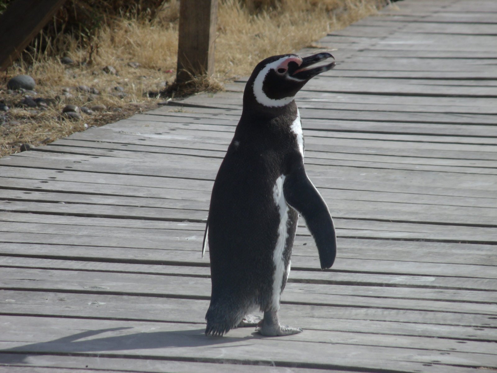 Enjoy a Full Day among penguins in Punta Tombo